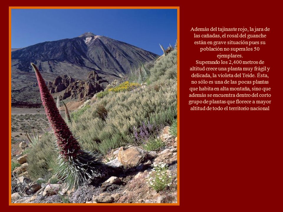 Además del tajinaste rojo, la jara de las cañadas, el rosal del guanche están en grave situación pues su población no supera los 50 ejemplares.