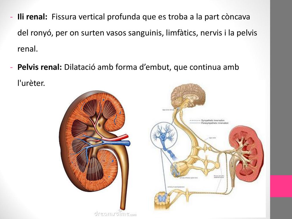 Ili renal: Fissura vertical profunda que es troba a la part còncava del ronyó, per on surten vasos sanguinis, limfàtics, nervis i la pelvis renal.
