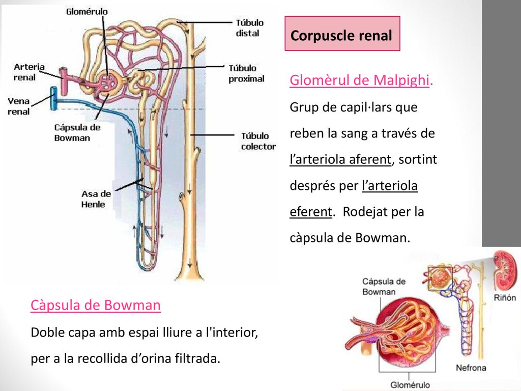 Corpuscle renal Glomèrul de Malpighi. Càpsula de Bowman