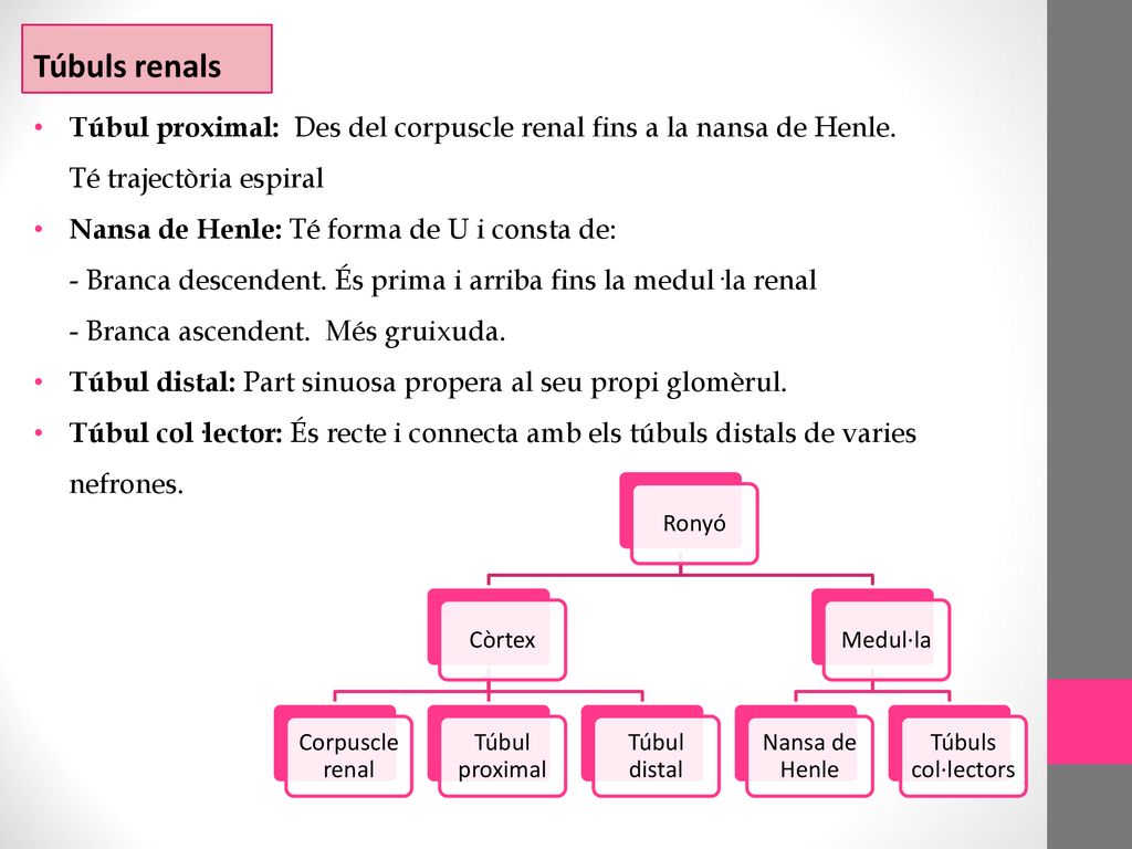 Túbuls renals Túbul proximal: Des del corpuscle renal fins a la nansa de Henle. Té trajectòria espiral.