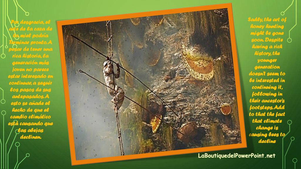 Sadly, the art of honey hunting might be gone soon