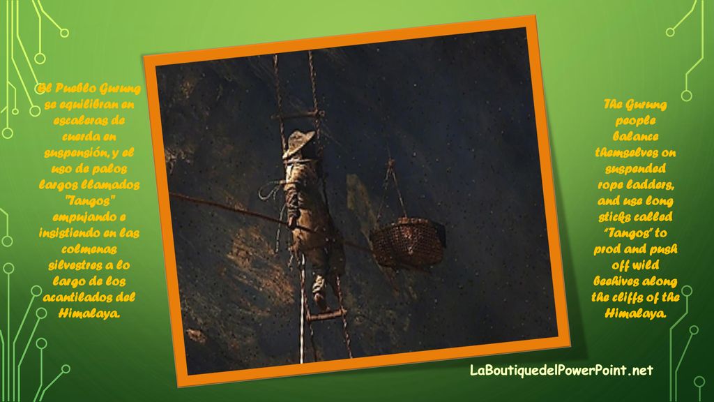 El Pueblo Gurung se equilibran en escaleras de cuerda en suspensión, y el uso de palos largos llamados Tangos empujando e insistiendo en las colmenas silvestres a lo largo de los acantilados del Himalaya.