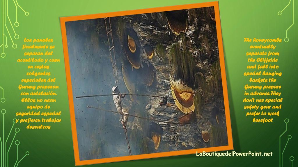 Los panales finalmente se separan del acantilado y caen en cestas colgantes especiales del Gurung preparan con antelación. Ellos no usan equipo de seguridad especial y prefieren trabajar descalzos