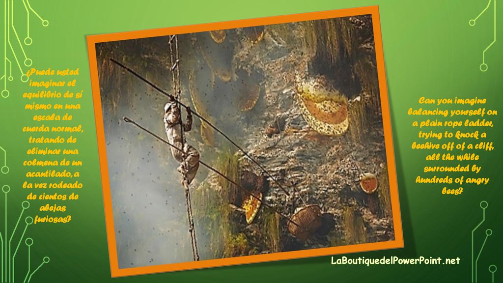 ¿Puede usted imaginar el equilibrio de sí mismo en una escala de cuerda normal, tratando de eliminar una colmena de un acantilado, a la vez rodeado de cientos de abejas furiosas