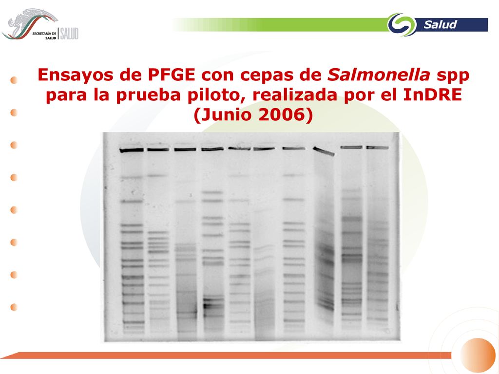 Ensayos de PFGE con cepas de Salmonella spp para la prueba piloto, realizada por el InDRE (Junio 2006)