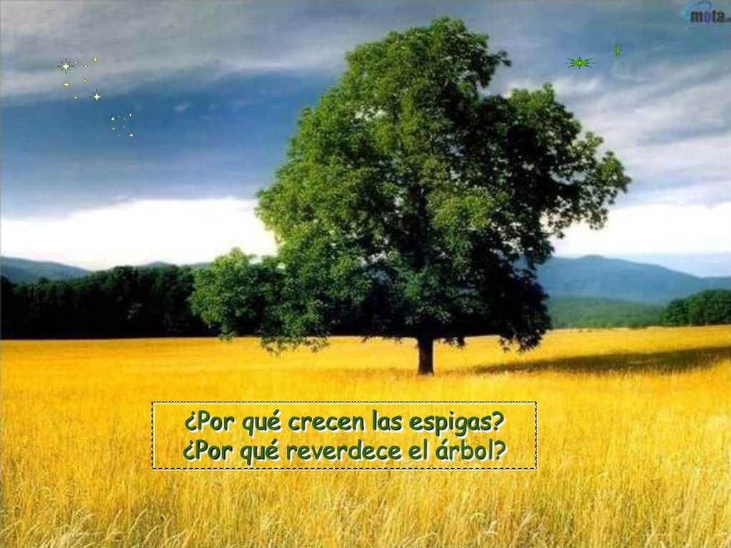 ¿Por qué crecen las espigas ¿Por qué reverdece el árbol