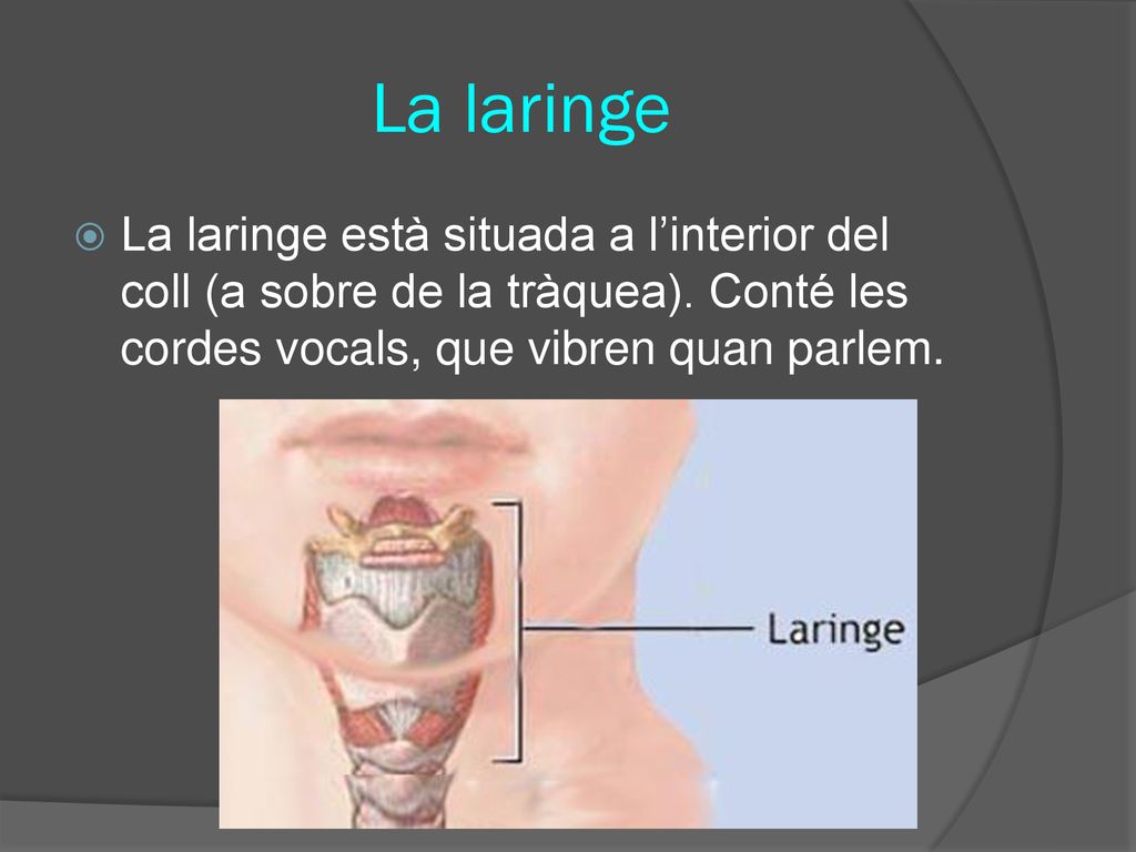 La laringe La laringe està situada a l’interior del coll (a sobre de la tràquea).