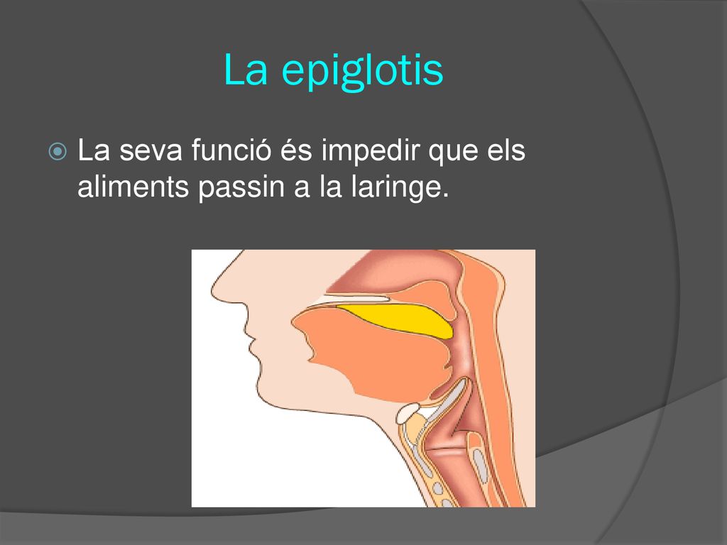La epiglotis La seva funció és impedir que els aliments passin a la laringe.