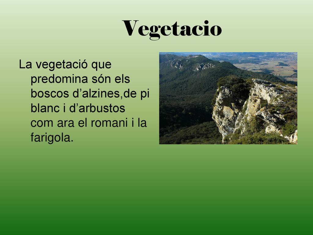 Vegetacio La vegetació que predomina són els boscos d’alzines,de pi blanc i d’arbustos com ara el romani i la farigola.