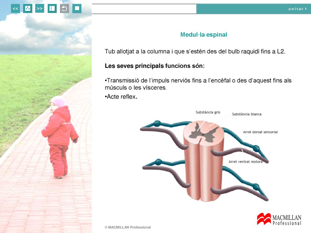 Medul·la espinal Tub allotjat a la columna i que s’estén des del bulb raquidi fins a L2. Les seves principals funcions són:
