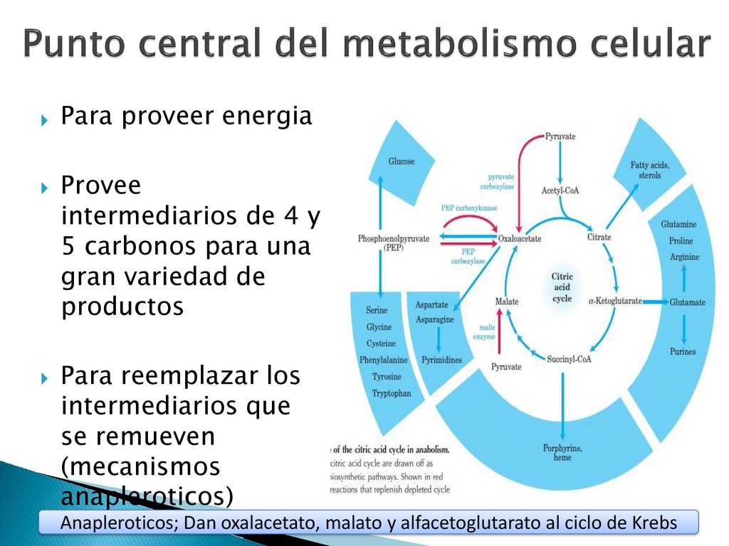 Para proveer energia Provee intermediarios de 4 y 5 carbonos para una