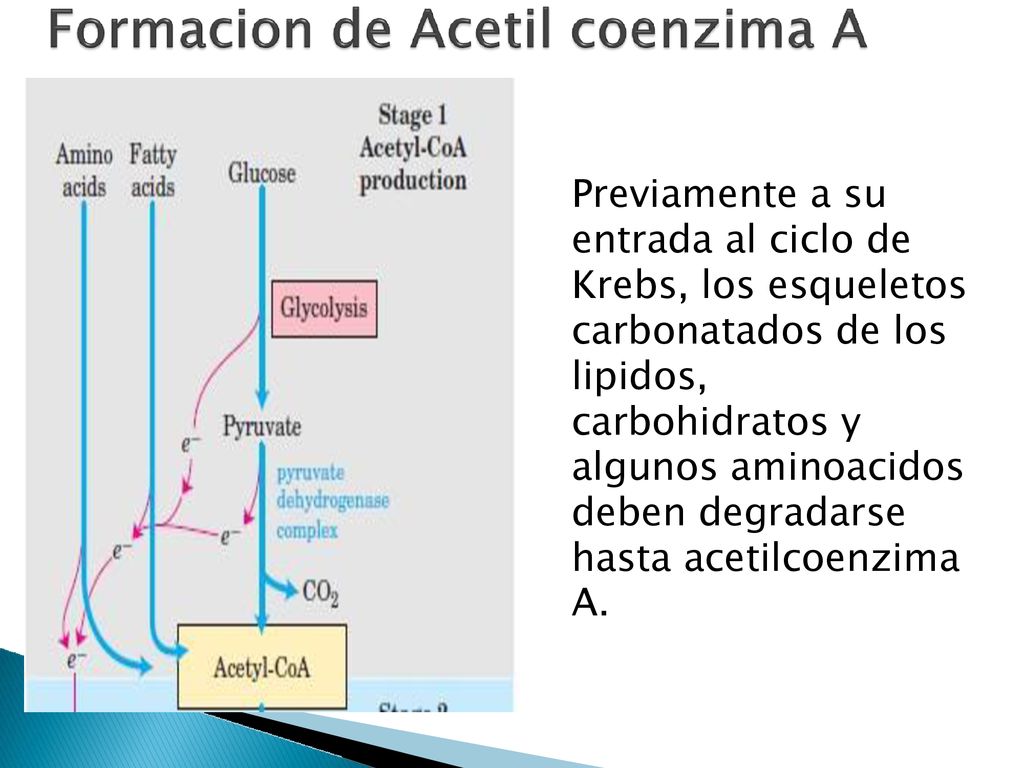 Previamente a su entrada al ciclo de. Krebs, los esqueletos. carbonatados de los. lipidos, carbohidratos y.