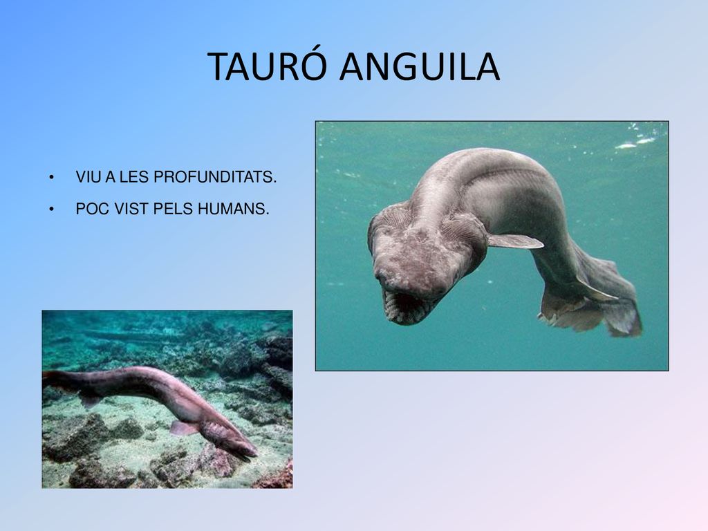 TAURÓ ANGUILA VIU A LES PROFUNDITATS. POC VIST PELS HUMANS.