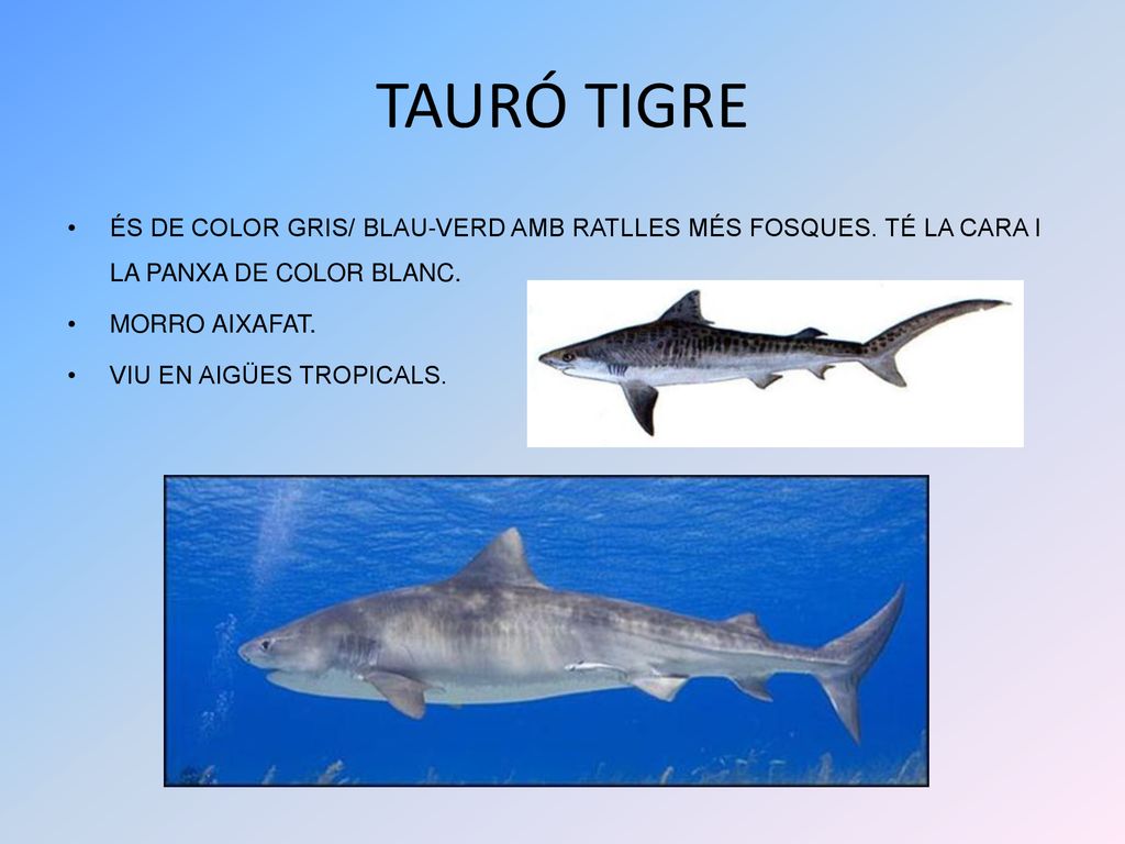 TAURÓ TIGRE ÉS DE COLOR GRIS/ BLAU-VERD AMB RATLLES MÉS FOSQUES. TÉ LA CARA I LA PANXA DE COLOR BLANC.