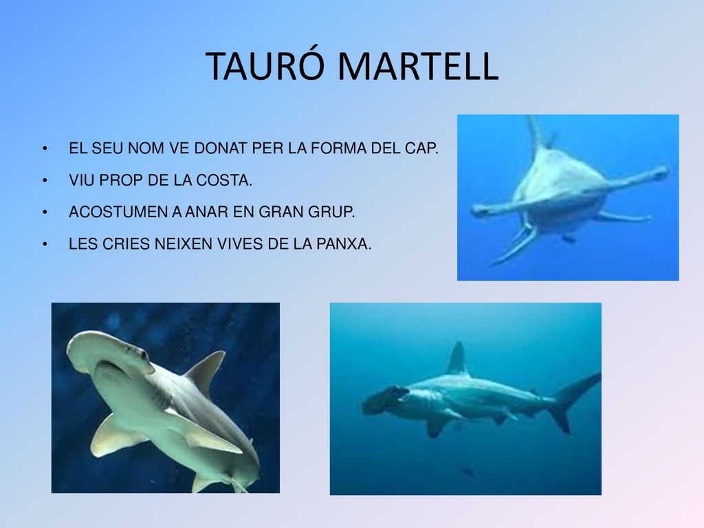 TAURÓ MARTELL EL SEU NOM VE DONAT PER LA FORMA DEL CAP.