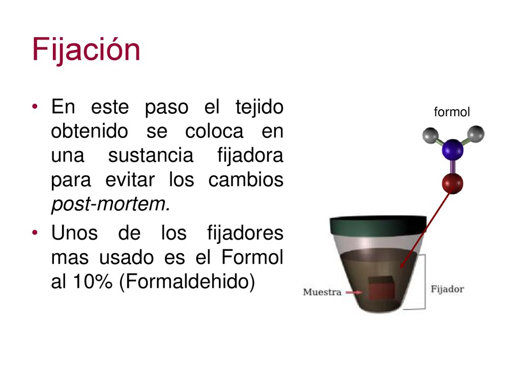 Fijación En este paso el tejido obtenido se coloca en una sustancia fijadora para evitar los cambios post-mortem.