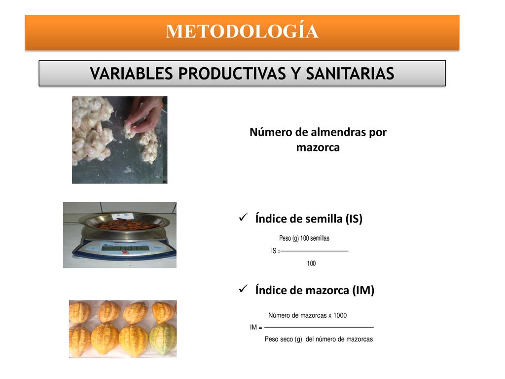 VARIABLES PRODUCTIVAS Y SANITARIAS Número de almendras por mazorca