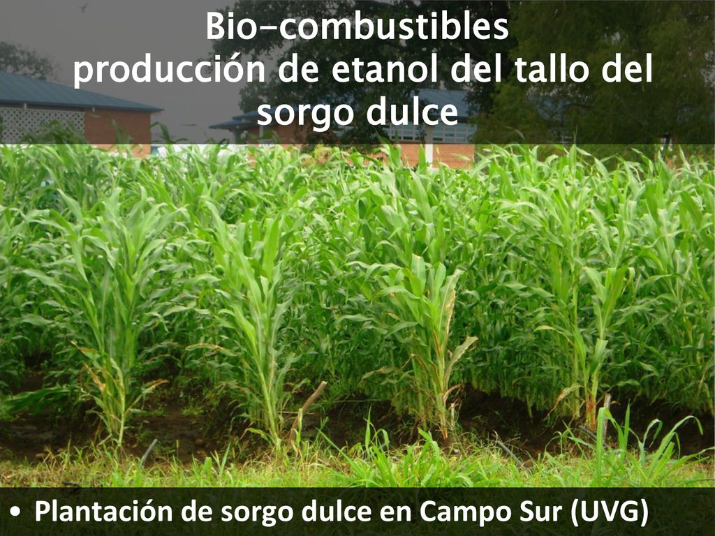 Bio-combustibles producción de etanol del tallo del sorgo dulce