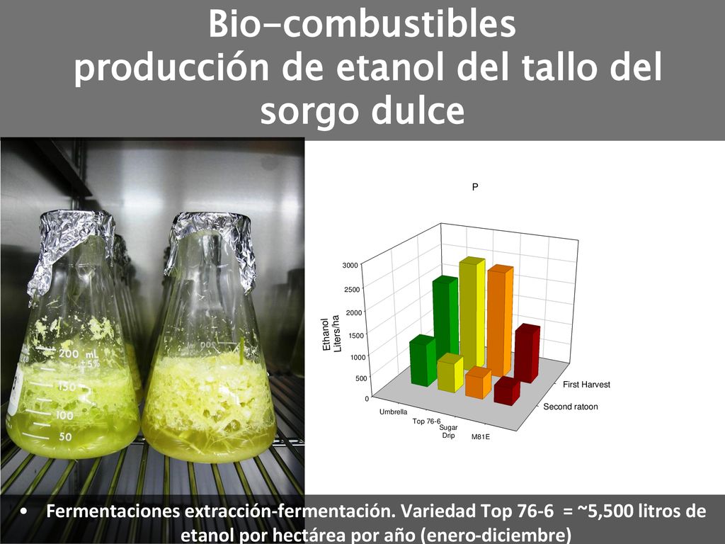 Bio-combustibles producción de etanol del tallo del sorgo dulce