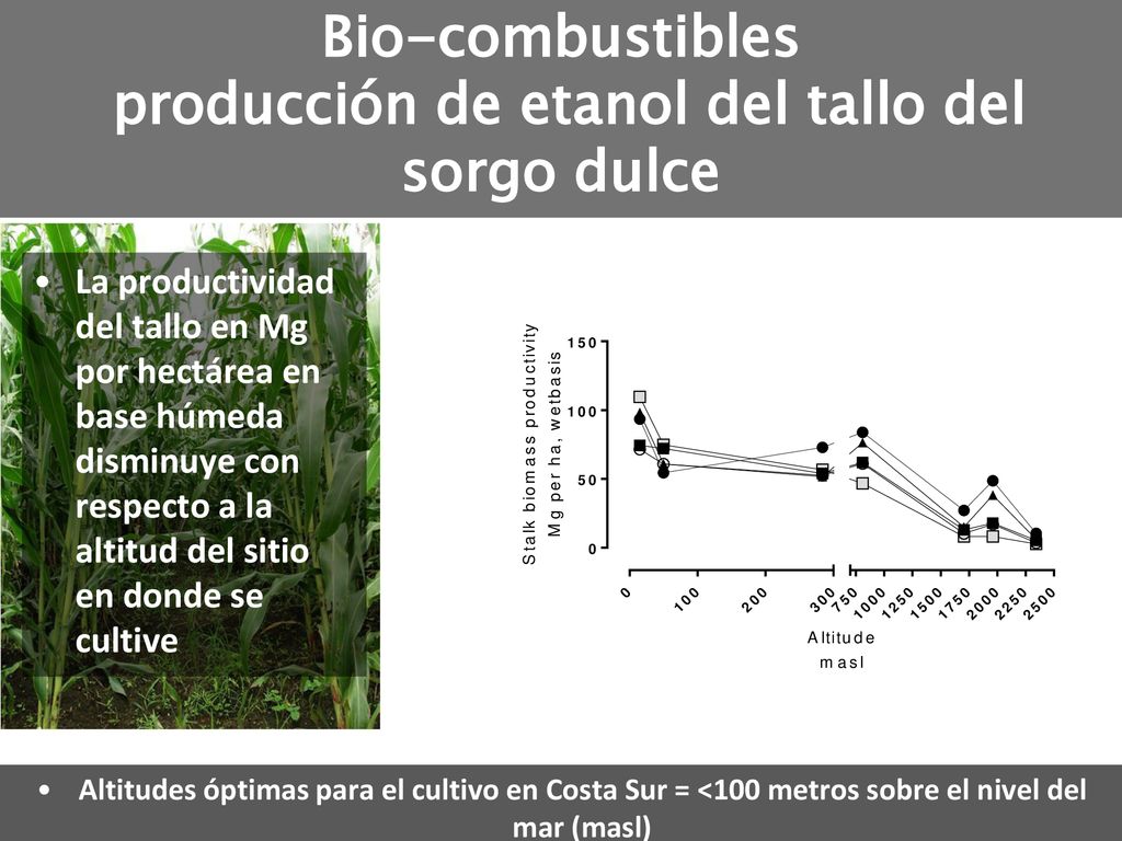 Bio-combustibles producción de etanol del tallo del sorgo dulce