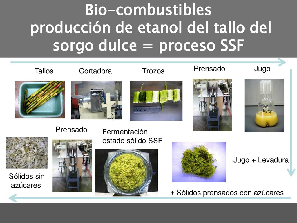Bio-combustibles producción de etanol del tallo del sorgo dulce = proceso SSF