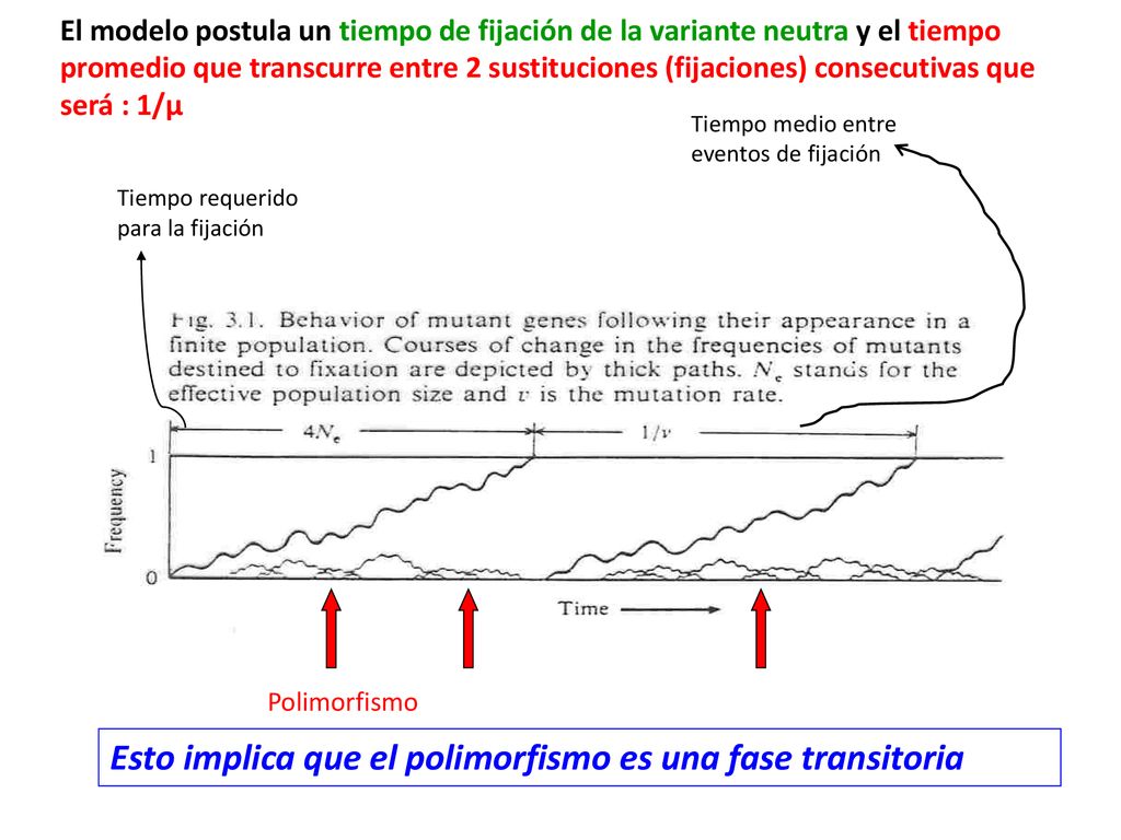 Esto implica que el polimorfismo es una fase transitoria