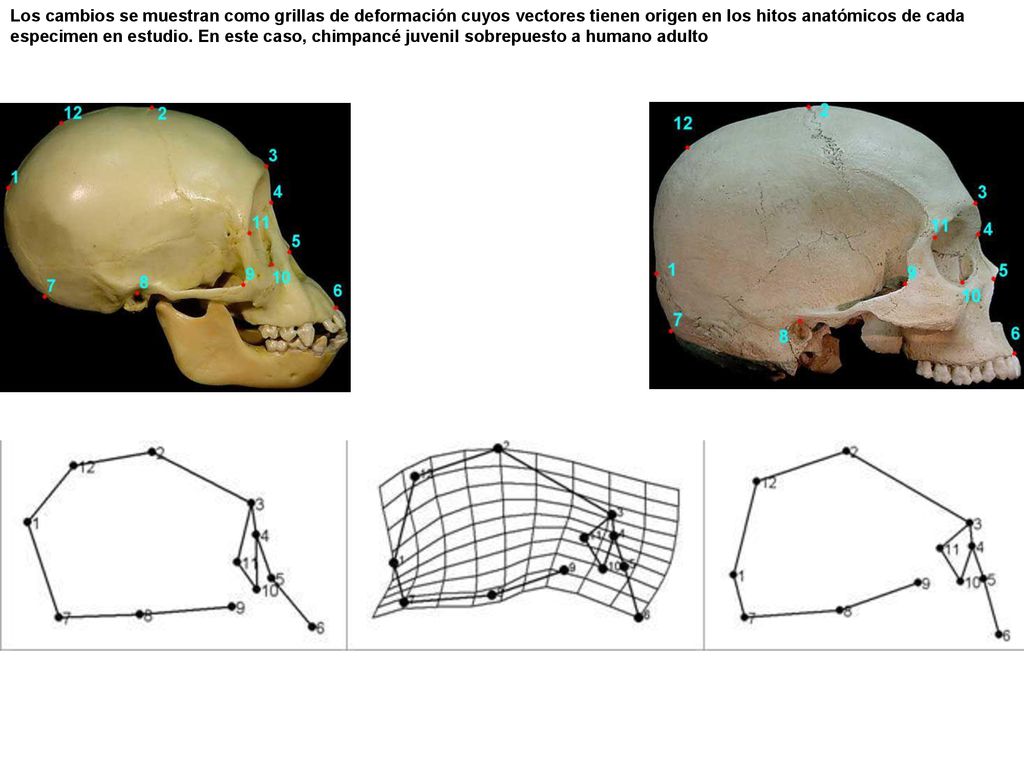 Los cambios se muestran como grillas de deformación cuyos vectores tienen origen en los hitos anatómicos de cada especimen en estudio.