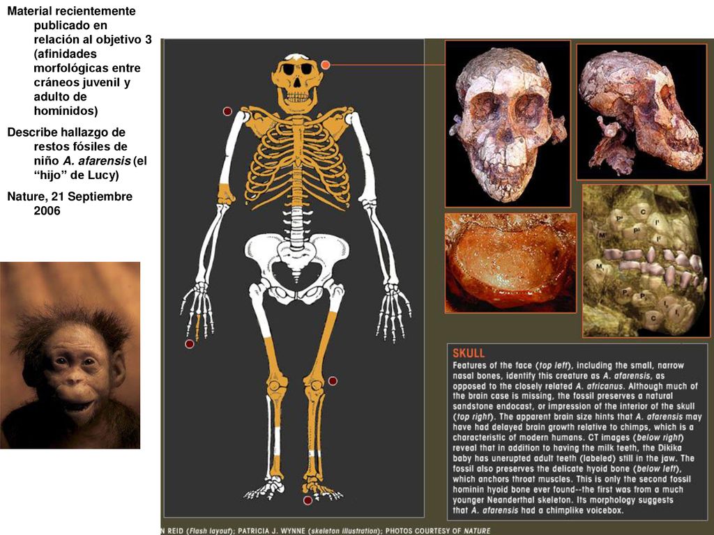 Material recientemente publicado en relación al objetivo 3 (afinidades morfológicas entre cráneos juvenil y adulto de homínidos)