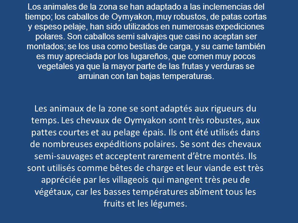 Los animales de la zona se han adaptado a las inclemencias del tiempo; los caballos de Oymyakon, muy robustos, de patas cortas