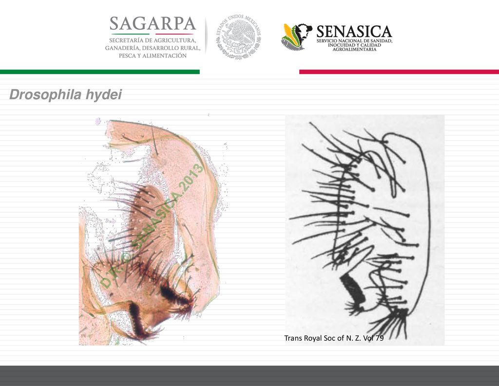 Drosophila hydei D.R. ©. SENASICA.2013 Trans Royal Soc of N. Z. Vol 79