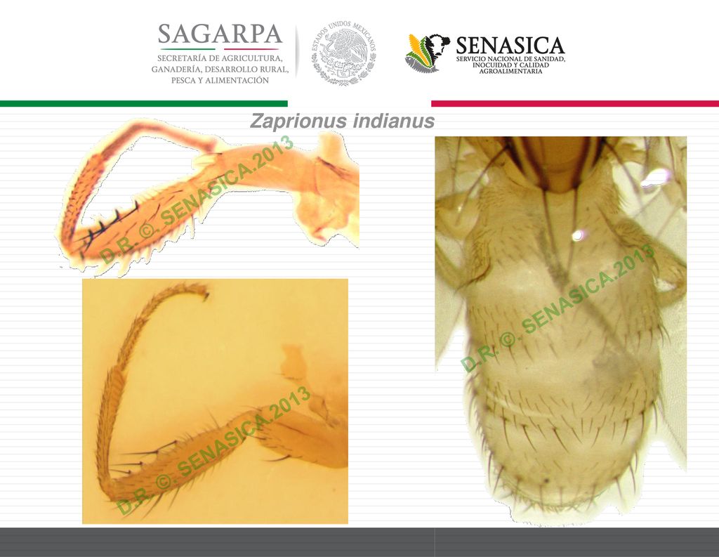 Zaprionus indianus D.R. ©. SENASICA.2013 D.R. ©. SENASICA.2013 D.R. ©. SENASICA.2013