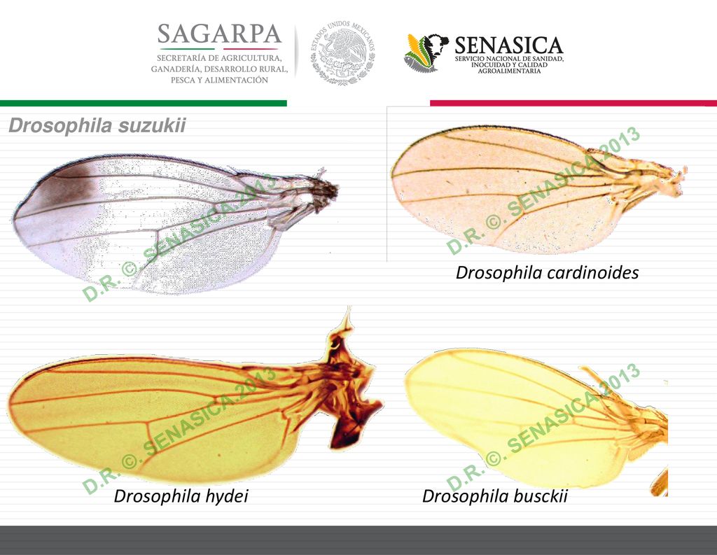 Drosophila suzukii D.R. ©. SENASICA D.R. ©. SENASICA Drosophila cardinoides. D.R. ©. SENASICA