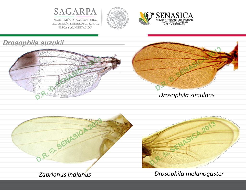 Drosophila suzukii D.R. ©. SENASICA D.R. ©. SENASICA Drosophila simulans. D.R. ©. SENASICA