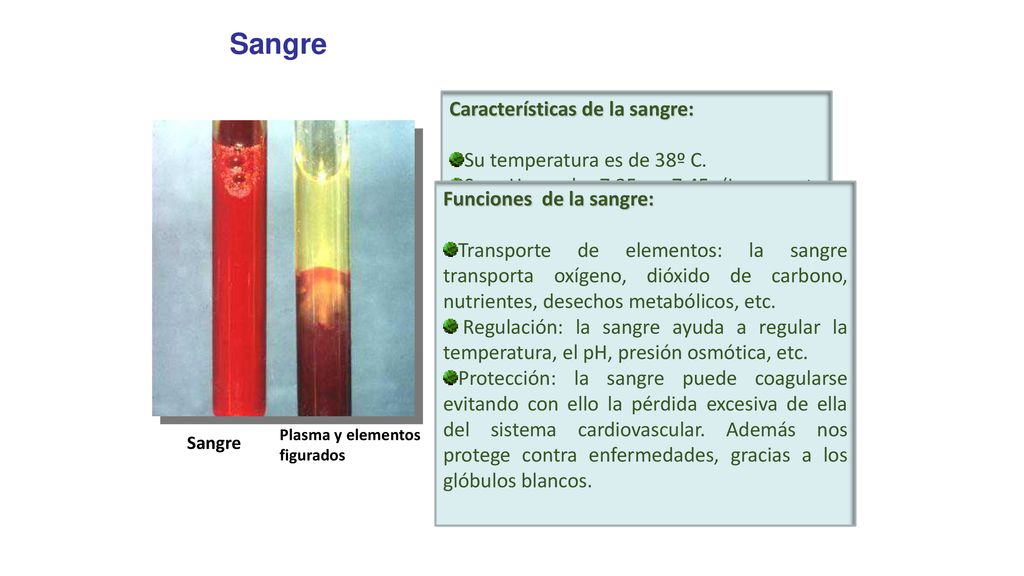 Sangre Características de la sangre: Su temperatura es de 38º C.