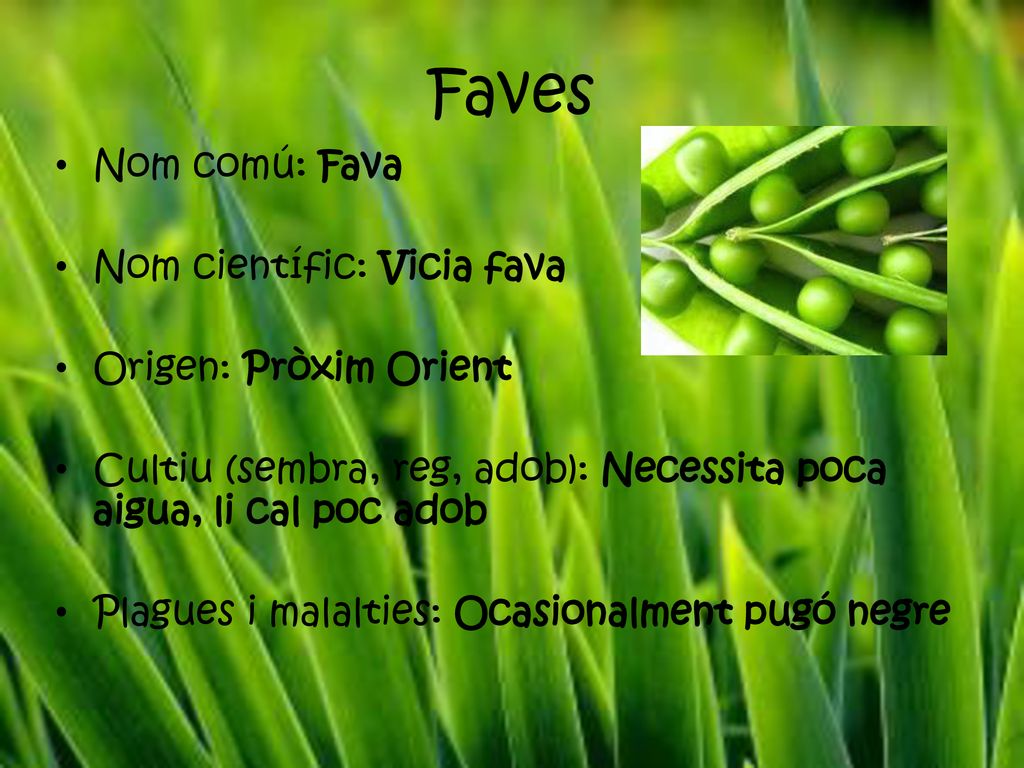 Faves Nom comú: Fava Nom científic: Vicia fava Origen: Pròxim Orient