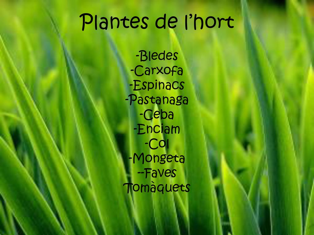Plantes de l’hort -Bledes -Carxofa -Espinacs -Pastanaga -Ceba -Enciam -Col -Mongeta --Faves Tomàquets