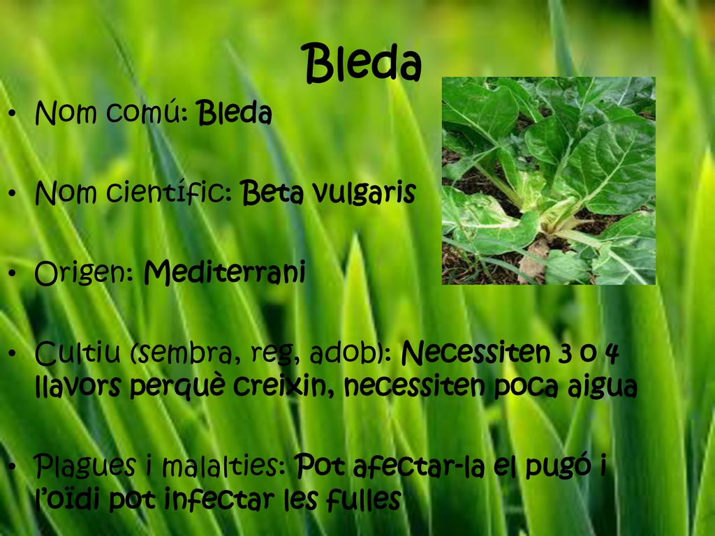 Bleda Nom comú: Bleda Nom científic: Beta vulgaris Origen: Mediterrani