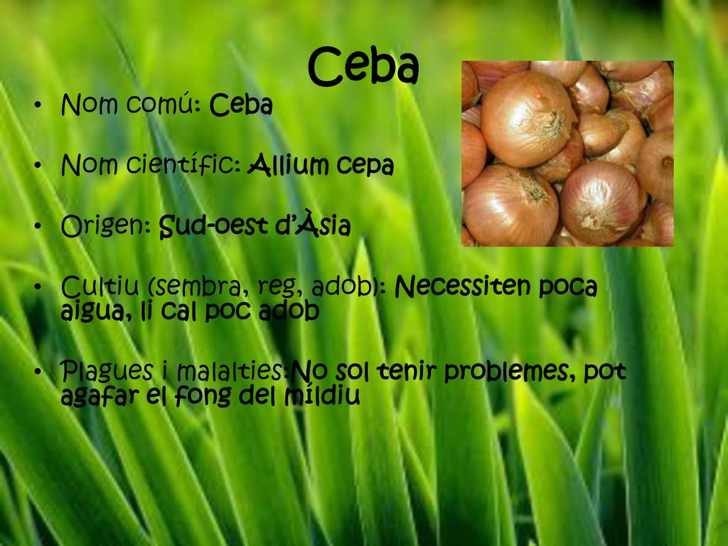 Ceba Nom comú: Ceba Nom científic: Allium cepa Origen: Sud-oest d’Àsia