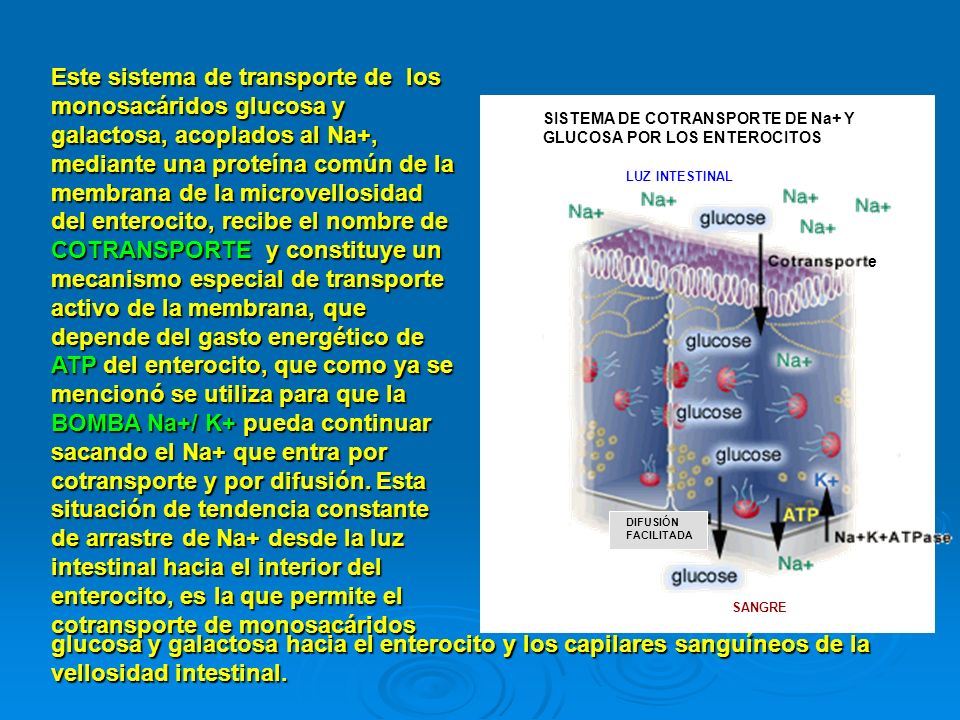 Este sistema de transporte de los monosacáridos glucosa y galactosa, acoplados al Na+, mediante una proteína común de la membrana de la microvellosidad del enterocito, recibe el nombre de COTRANSPORTE y constituye un mecanismo especial de transporte activo de la membrana, que depende del gasto energético de ATP del enterocito, que como ya se mencionó se utiliza para que la BOMBA Na+/ K+ pueda continuar sacando el Na+ que entra por cotransporte y por difusión. Esta situación de tendencia constante de arrastre de Na+ desde la luz intestinal hacia el interior del enterocito, es la que permite el cotransporte de monosacáridos
