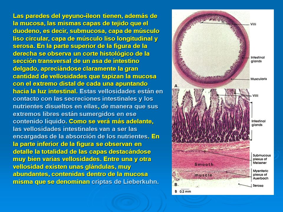 Las paredes del yeyuno-íleon tienen, además de la mucosa, las mismas capas de tejido que el duodeno, es decir, submucosa, capa de músculo liso circular, capa de músculo liso longitudinal y serosa.