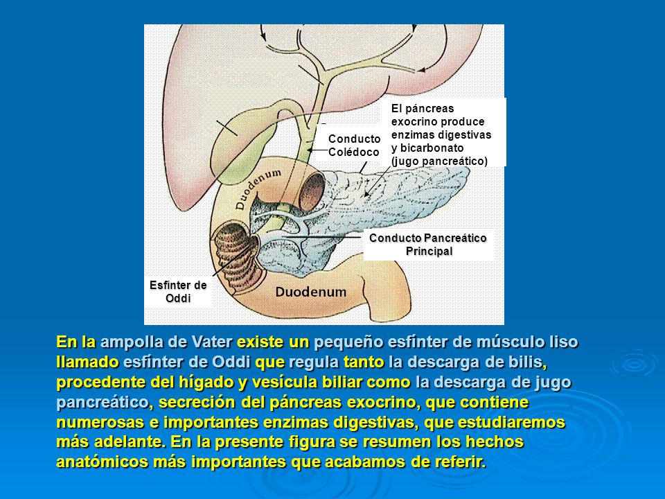 El páncreas exocrino produce enzimas digestivas y bicarbonato (jugo pancreático)