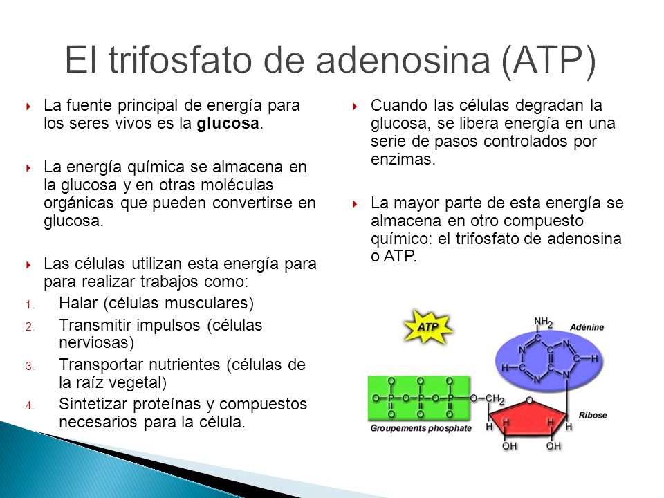 El trifosfato de adenosina (ATP)