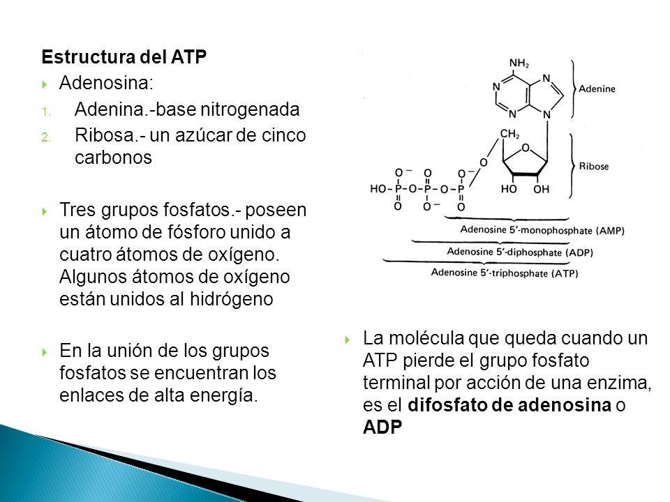 Estructura del ATP Adenosina: Adenina.-base nitrogenada. Ribosa.- un azúcar de cinco carbonos.