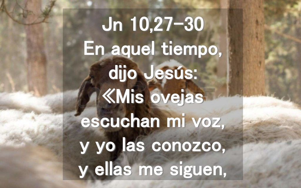 Jn 10,27-30 En aquel tiempo, dijo Jesús: «Mis ovejas escuchan mi voz, y yo las conozco, y ellas me siguen,