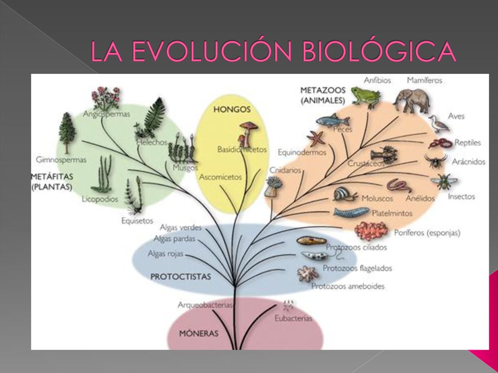 LA EVOLUCIÓN BIOLÓGICA - ppt descargar