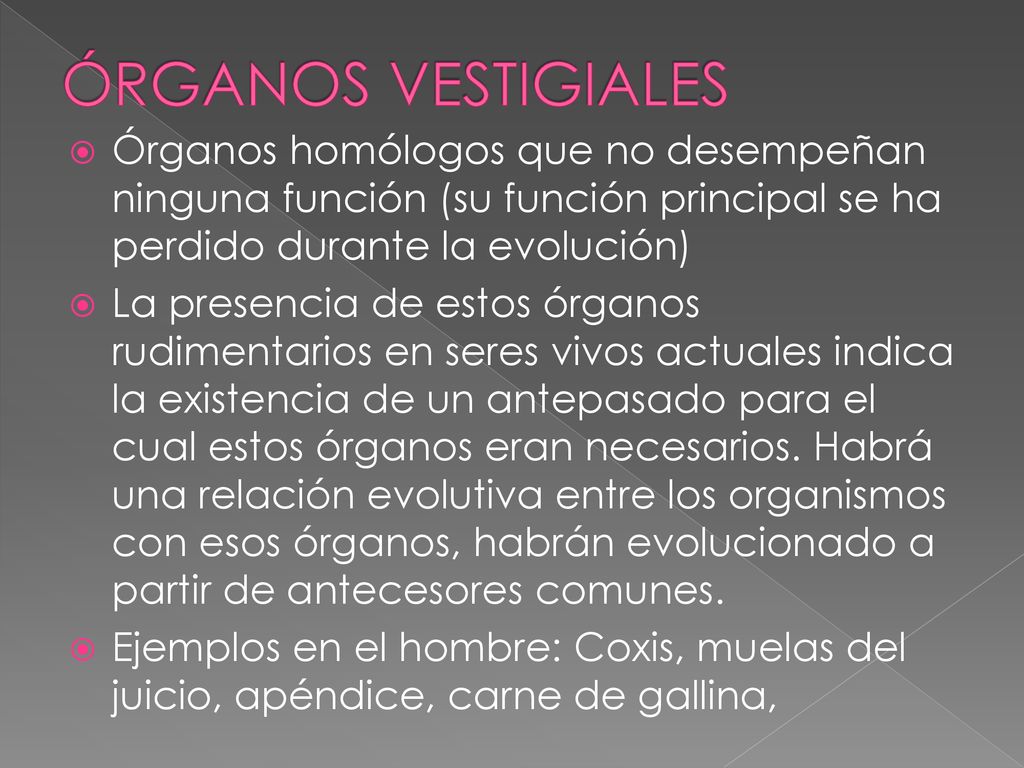 ÓRGANOS VESTIGIALES Órganos homólogos que no desempeñan ninguna función (su función principal se ha perdido durante la evolución)