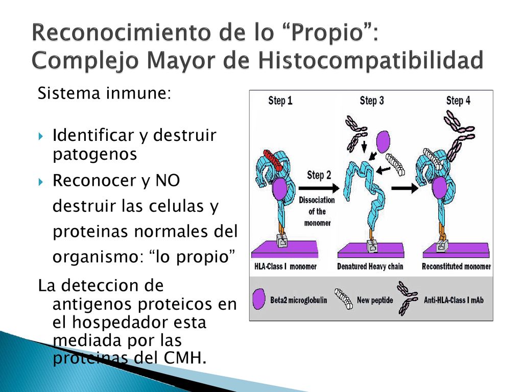 antigenos proteicos en el hospedador esta mediada por las