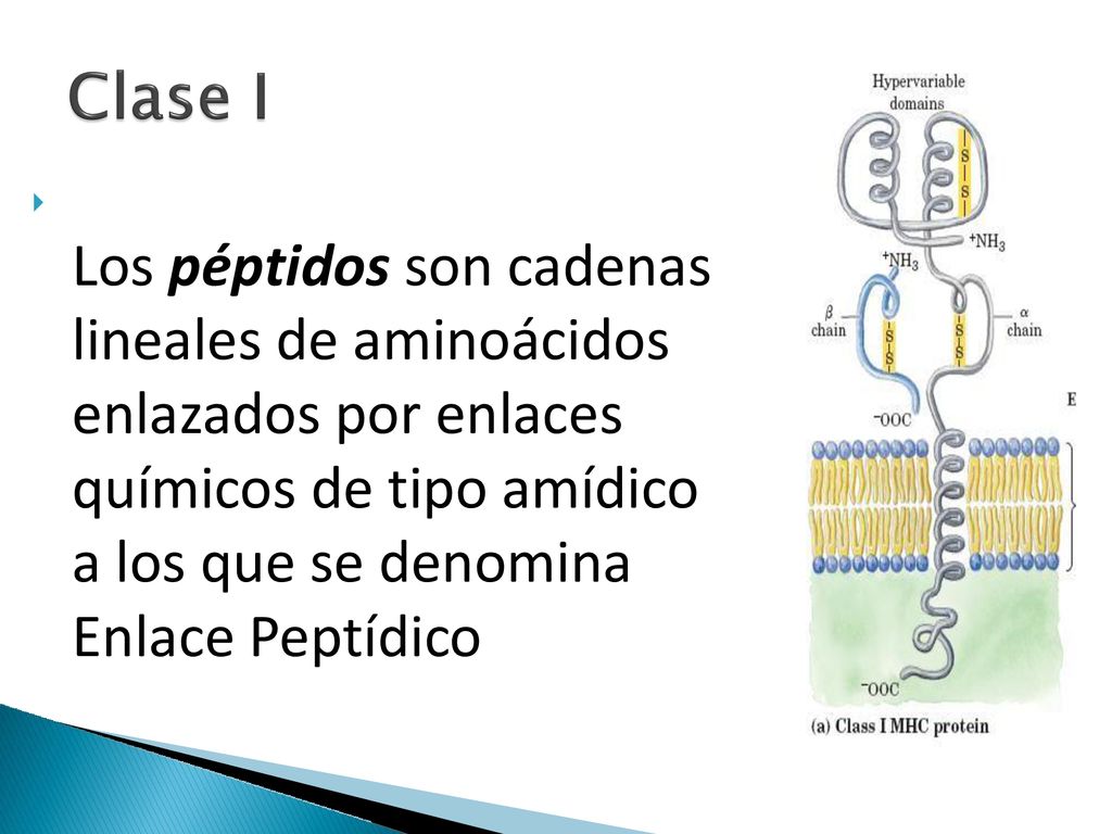  Los péptidos son cadenas lineales de aminoácidos enlazados por enlaces químicos de tipo amídico a los que se denomina Enlace Peptídico.