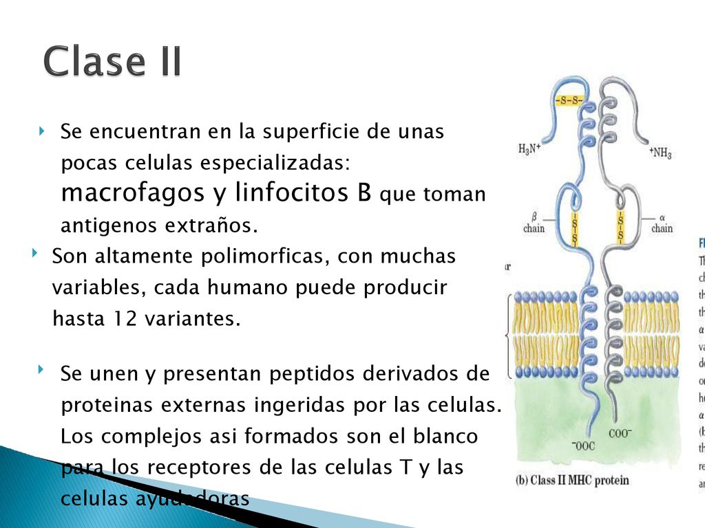 Se encuentran en la superficie de unas pocas celulas especializadas: macrofagos y linfocitos B que toman