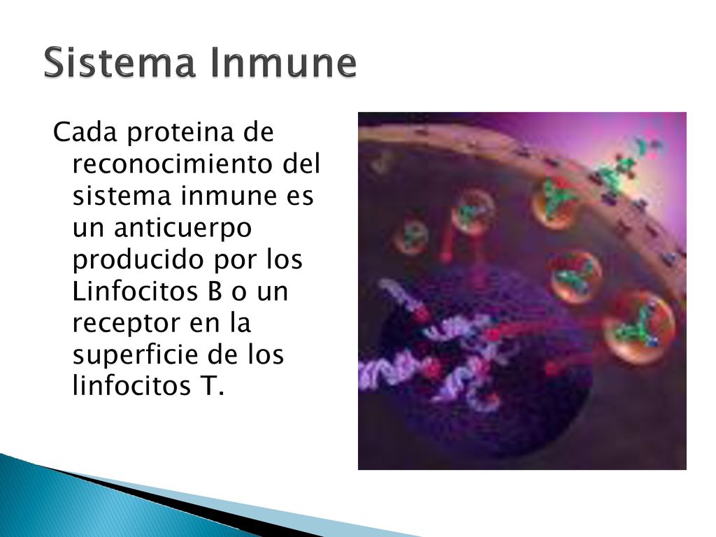 Cada proteina de reconocimiento del. sistema inmune es. un anticuerpo. producido por los. Linfocitos B o un.